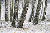 Birkenstämme in einem Wald im Winter