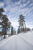 Schneebedeckte Straße und Nadelbäume im Winter