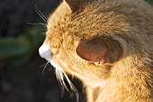 Ear of a red cat looking away