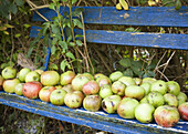 Apples on a bench
