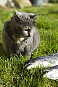 Cat and trout