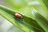 Lily beetle (Lilioceris lilii)