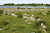 Meadowland, cows and stone walls, Tosteberga meadows, Skane, Sweden