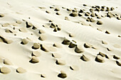 Sand dunes, Raabjerg Molle, Jutland, Denmark