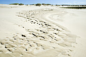 Sand dunes, Raabjerg Mölle, Jutland, Denmark