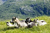 Goats in the mountains