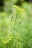 Dill (Anethum)