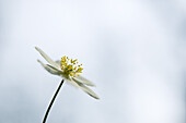 Close-up of a wood anemone