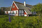 Lupain in blossom in front of old house