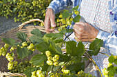 Man picking hops