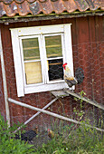 Cock on gangplank on its way into the chicken house