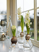 White hyacines in window, Skåne, Sweden