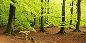 Forest, Skåne, Sweden