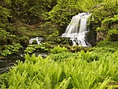 Waterfall in forest, Skane, Sweden