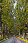 Tree colonnade, Skane, Sweden