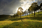 Bäume auf Blumenwiese im Gegenlicht, Südlicher Schwarzwald, Baden-Württemberg, Deutschland, Europa