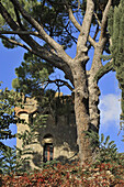 Pinie und ausgebauter Turm im Herbst, Monticchiello, Crete, Toskana, Italien, Europa