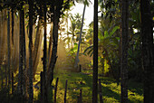 Bananen Stauden, grüne Wiese und Bäume im goldenen Abendlicht, Si Phan Don, Südlaos, Laos, Asien