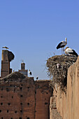 Storks breeding on the walls of Palais el Badi, Marrakech, Morocco, Africa