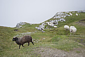 Schafe auf einer Weide, Wettersteingebirge, Bayern, Deutschland