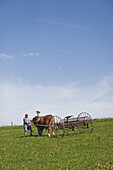 Bull race, Haunshofen, Wielenbach, Upper Bavaria, Germany