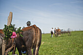 Bull race, Haunshofen, Wielenbach, Upper Bavaria, Germany