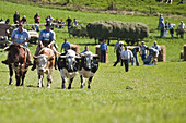 Ochsenrennen, Haunshofen, Wielenbach, Oberbayern, Bayern, Deutschland