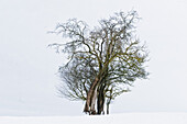 Kahle Bäume im Winter, Tegernsee, Oberbayern, Bayern, Deutschland