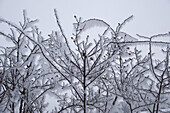 Twigs covered with frost, Tegernseer Land, Upper Bavaria, Germany