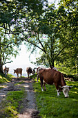 Kühe, Kochel am See, Bayern, Deutschland
