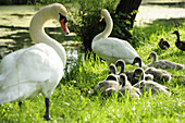 Couple of swans with cygnets along the river Altmuehl, Altmuehltal cycle trail, Altmuehl valley nature park, Altmuehl, Eichstaett, Bavaria, Germany