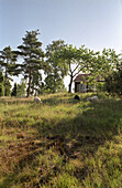 Sommerliche Landschaft mit rotem Holzhaus, Smaland, Südschweden, Schweden, Europa