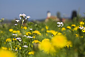 Blumenwiese mit Wiesenschaumkraut, Cardamine pratensis, und Löwenzahn, Taraxacum officinale, Oberbayern, Deutschland