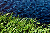 Lake on Falsterbo golf court, Falsterbo, Skanör, Skane, South Sweden, Sweden