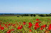 Rape field with red poppy and view onto the Baltic Sea, Ystad, Skane, South Sweden, Sweden