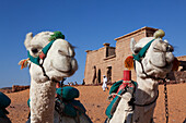 Camels in front of the entrance gate of the temple of Wadi As-Subua, Lake Nasser, Egypt, Africa