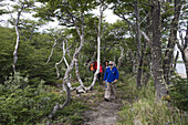 Group hiking through Patagonian forest at Reserva Nacional Laguna Parrillar, Near Punta Arenas, Magallanes y de la Antartica Chilena, Patagonia, Chile, South America, America