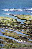 Blick auf südliche See-Elefanten (Mirounga leonia), Peninsula Valdes Nationalpark, Valdes Halbinsel, Patagonien, Argentinien, Südamerika, Amerika