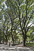 Menschen unter Bäumen in Park an der Plaza Libertador General San Martin, Buenos Aires, Argentinien, Südamerika, Amerika