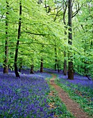 Pathway through bluebells in May in the Forest of Dean Gloucestershire, England, United Kingdom