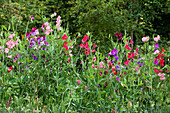 Sweet peas, in the monastic gardens of Medingen convent, Lower Saxony, northern Germany