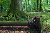 Umgestürzte Säule im Laubwald, Garten von Düring, Horneburg, Niedersachsen, Deutschland