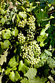 Weintrauben, Malfa, Salina, Liparische Inseln, Sizilien, Italien