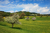 Meadow with blossoming fruit trees, Hessische Bergstrasse, Hesse, Germany