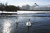 Two swans in the canal, Nymphenburg castle in the background, Nymphenburg castle, Munich, Upper Bavaria, Bavaria, Germany