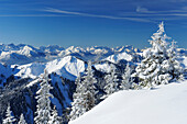 Snow-covered spruces, Bavarian Alps, Karwendel mountain range and Wetterstein mountain range with Zugspitze in background, Hirschberg, Bavarian Pre-Alps, Bavarian Alps, Upper Bavaria, Bavaria, Germany