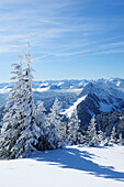Snow-covered spruces, Bavarian Alps and Karwendel mountain range in the background, Hirschberg, Bavarian Pre-Alps, Bavarian Alps, Upper Bavaria, Bavaria, Germany