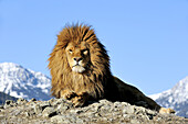 Barbary Lion Panthera leo leo - extirpated, captive