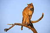 Mountain lion/Cougar/Puma Felis concolor- captive