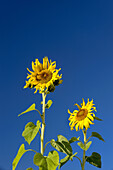 Garden sunflower bloom and blue sky